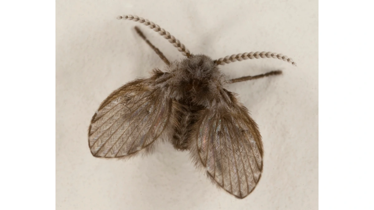 Abortfliege (Schmetterlingsmücke) – Foto zur Bestimmung