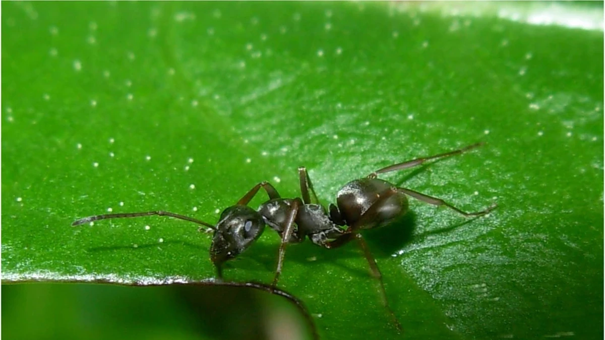 Schwarze Wegameise – Foto zur Bestimmung