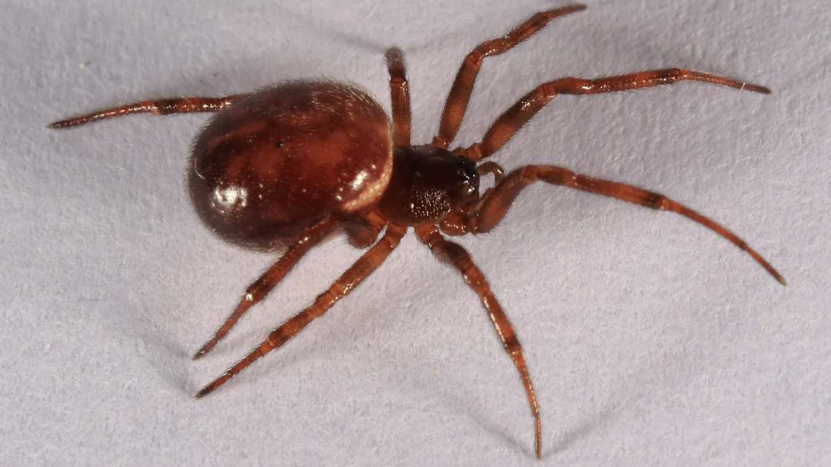 Gewöhnliche Fettspinne (Steatoda bipunctata), Weibchen mit rotbraunem, fettig glänzendem Hinterleib