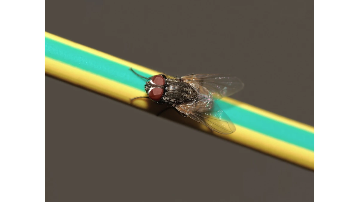 Stubenfliege – Foto zur Bestimmung