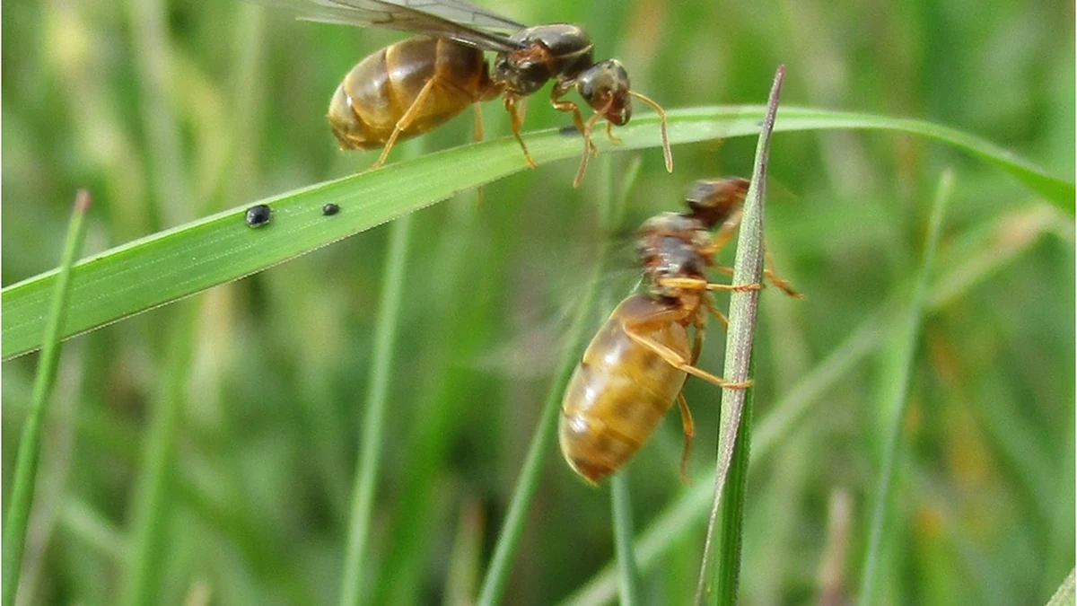 Fliegende Ameise (Geschlechtstier) – Foto zur Bestimmung