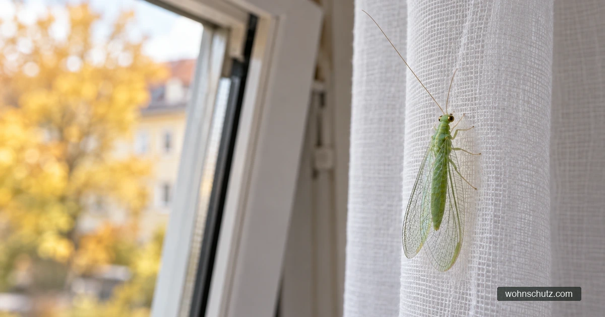 Zarte hellgrüne Florfliege mit durchsichtigen, netzartig geaderten Flügeln innen an einer weißen Gardine, dahinter ein Fenster mit Herbstlicht