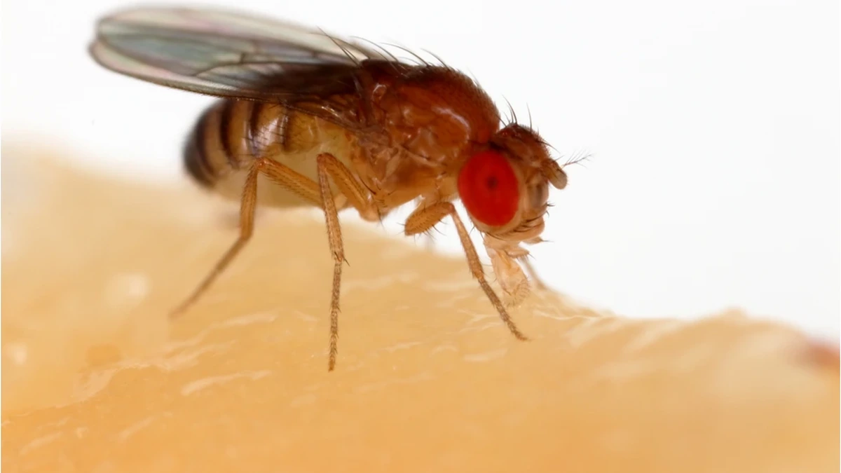 Fruchtfliege – Foto zur Bestimmung