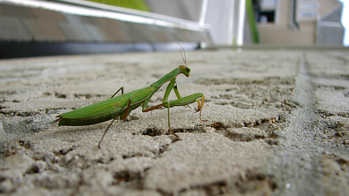 Grüne Gottesanbeterin (Mantis religiosa) im Profil auf dem Mauersims eines Wohnhauses – langer Halsschild, angewinkelte Fangbeine, dreieckiger Kopf