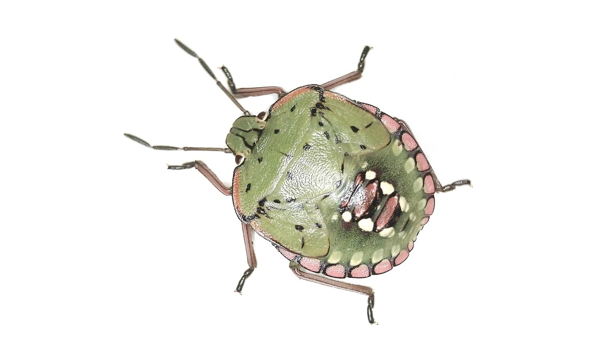 Larve der Grünen Reiswanze (Nezara viridula) – grüner Körper mit schwarzen Flecken und rosa-weiß gemustertem Rand