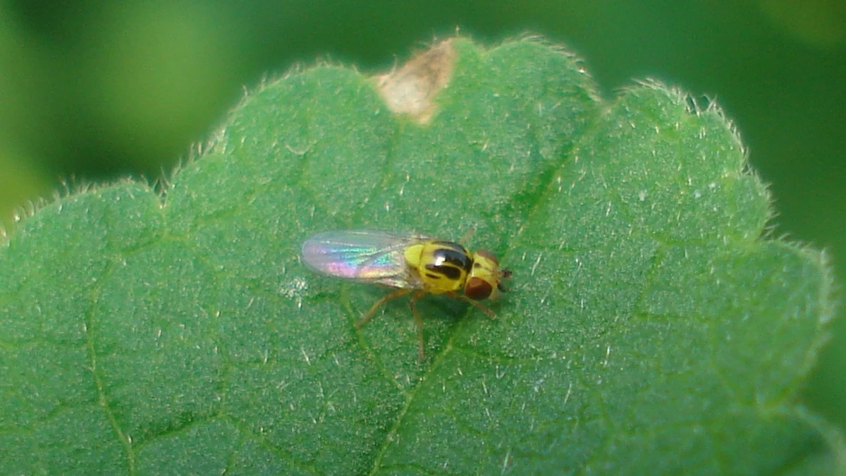 Gemeine Halmfliege (Thaumatomyia notata) mit gelbem Körper und dunklen Längsstreifen auf einem Blatt