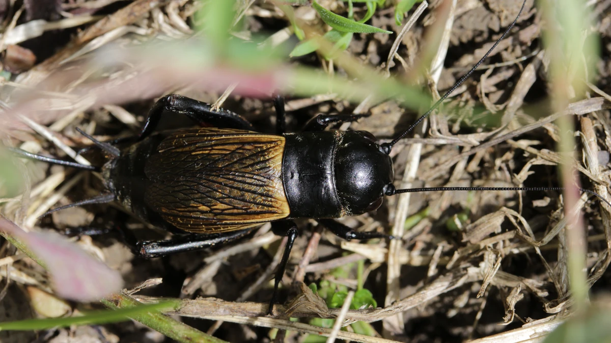 Feldgrille (Gryllus campestris) im Gras – glänzend schwarzer, gedrungener Körper mit langen Fühlern und gelbbraunem Flügelansatz