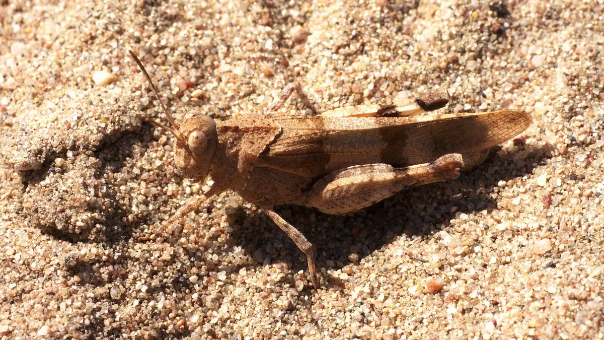 Blauflügelige Ödlandschrecke auf Sand – beige-braun marmoriert, mit hellen Querbinden auf den Flügeldecken, am Boden gut getarnt