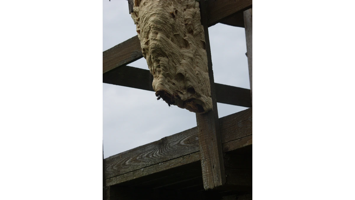 Hornissennest unter einem Holzdachstuhl – große graubraune Papierhülle aus zerkautem Holz mit deutlich sichtbarer Schichtung