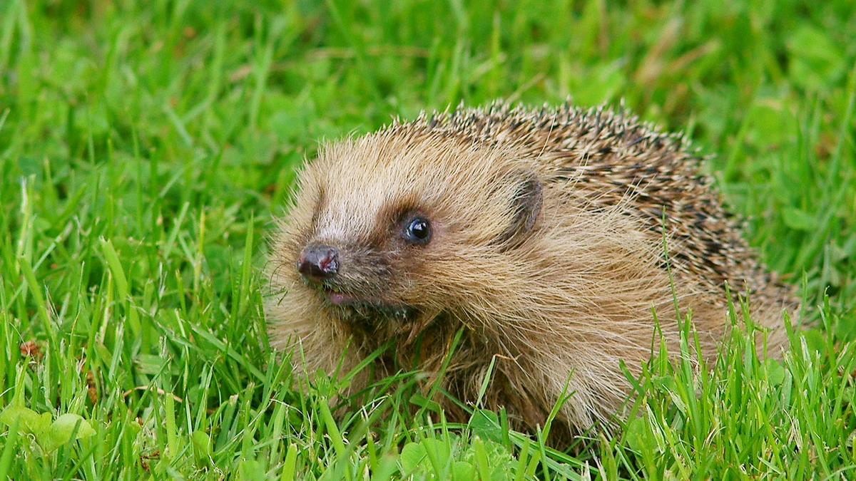 Igel – Foto zur Bestimmung