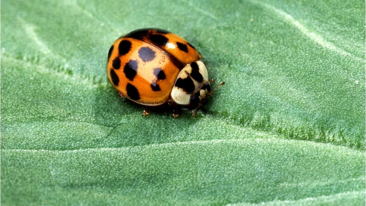 Asiatischer Marienkäfer (Harmonia axyridis) – halbkugelig, orangerot, mit hellem Zeichen auf dem Halsschild