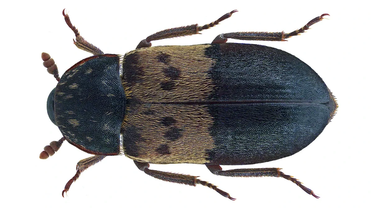 Speckkäfer – Foto zur Bestimmung