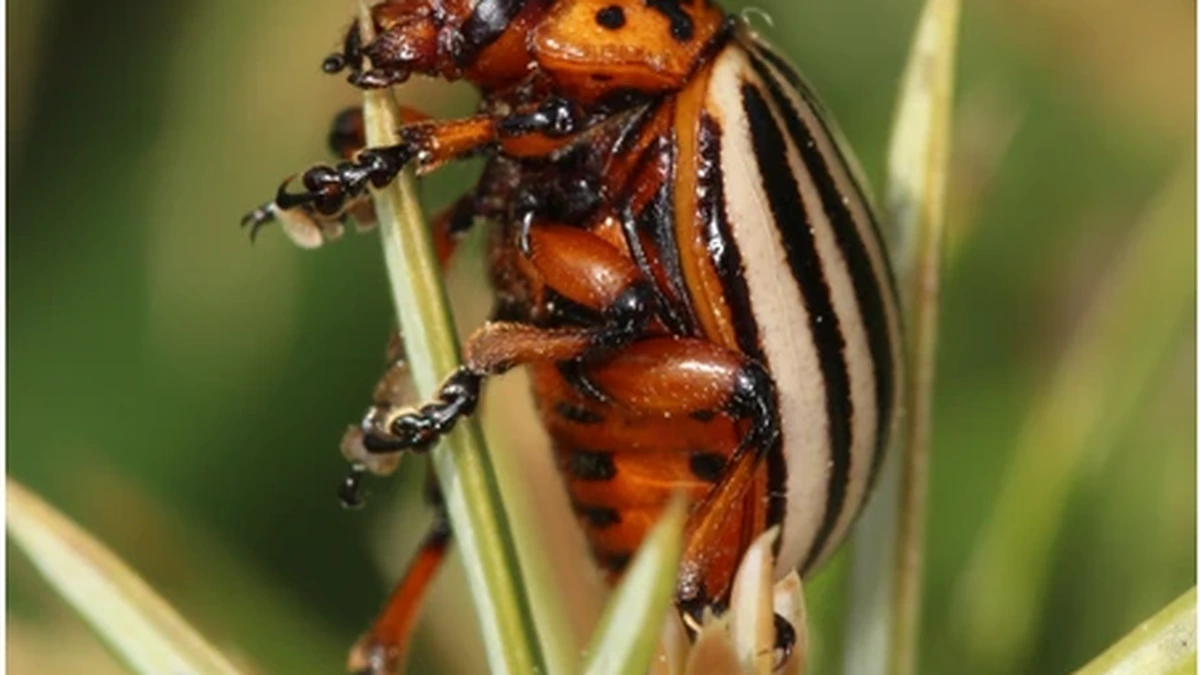 Kartoffelkäfer – Foto zur Bestimmung