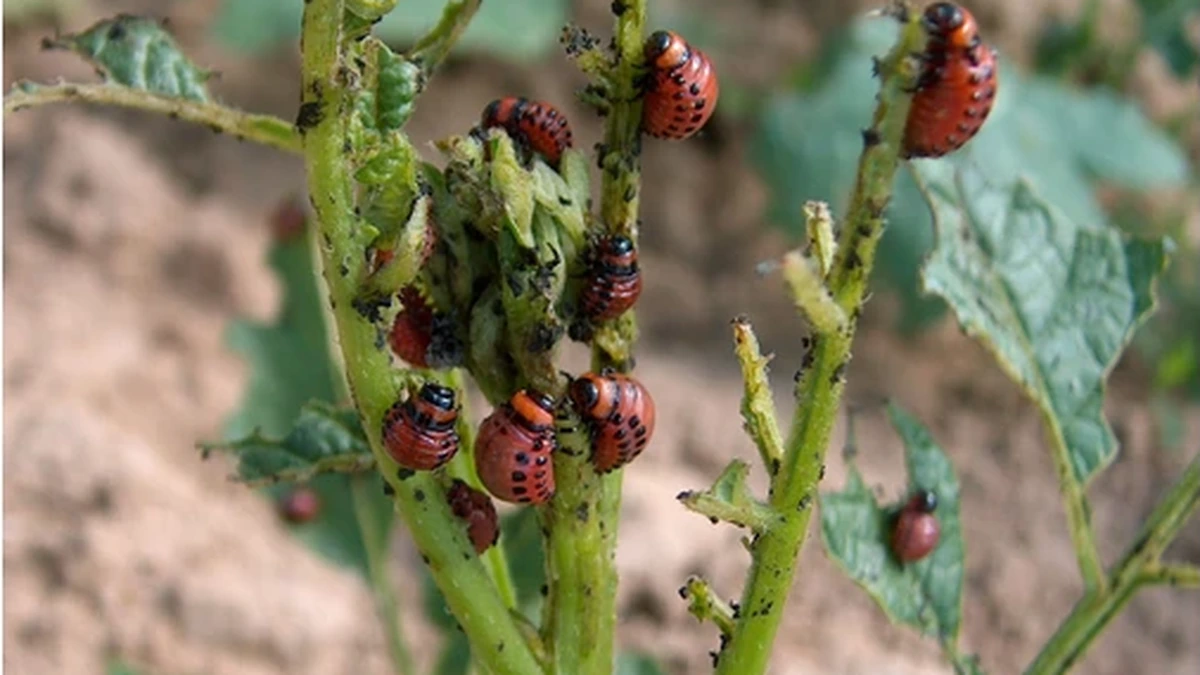 Gruppe orange-roter Kartoffelkäfer-Larven mit seitlichen schwarzen Punkten an einer kahlgefressenen Kartoffelpflanze