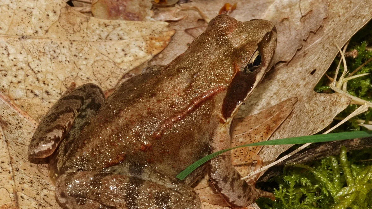 Grasfrosch – Foto zur Bestimmung