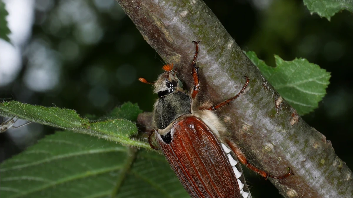 Maikäfer – Foto zur Bestimmung