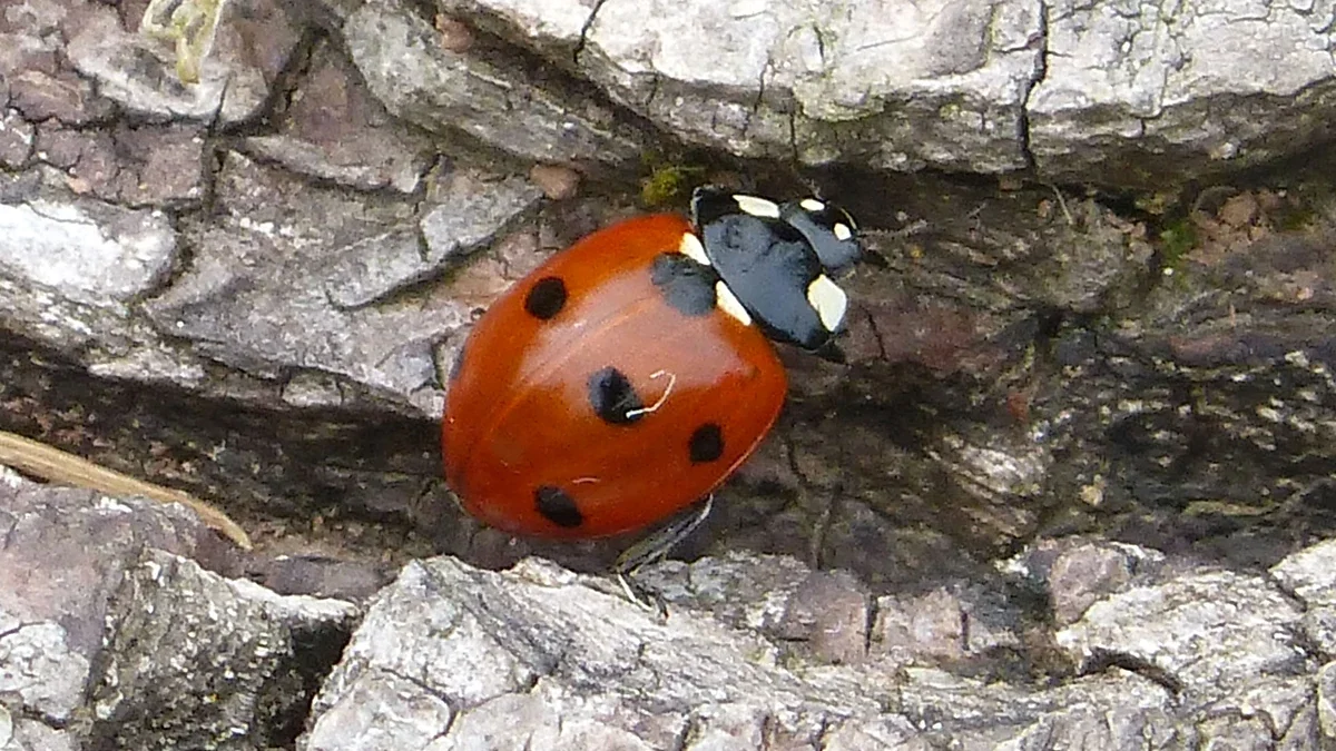 Siebenpunkt-Marienkäfer (Coccinella septempunctata) mit roten Flügeldecken, sieben schwarzen Punkten und schwarzem Halsschild
