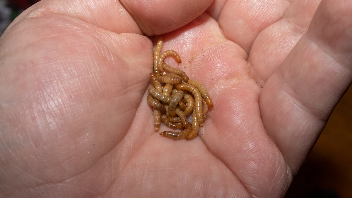 Mehlwurm (Larve des Mehlkäfers) – Foto zur Bestimmung