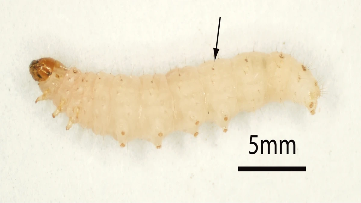 Lebensmittelmotten-Larve in Nahaufnahme: Larve der Mehlmotte (Ephestia kuehniella) vor hellem Grund mit Maßstab 5 mm – cremeweißer Körper mit brauner Kopfkapsel, kurzen Beinpaaren und feinen Borsten