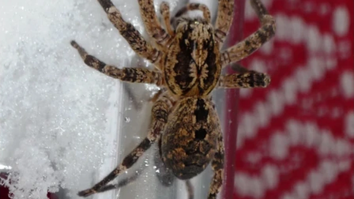 Nosferatu-Spinne – Foto zur Bestimmung