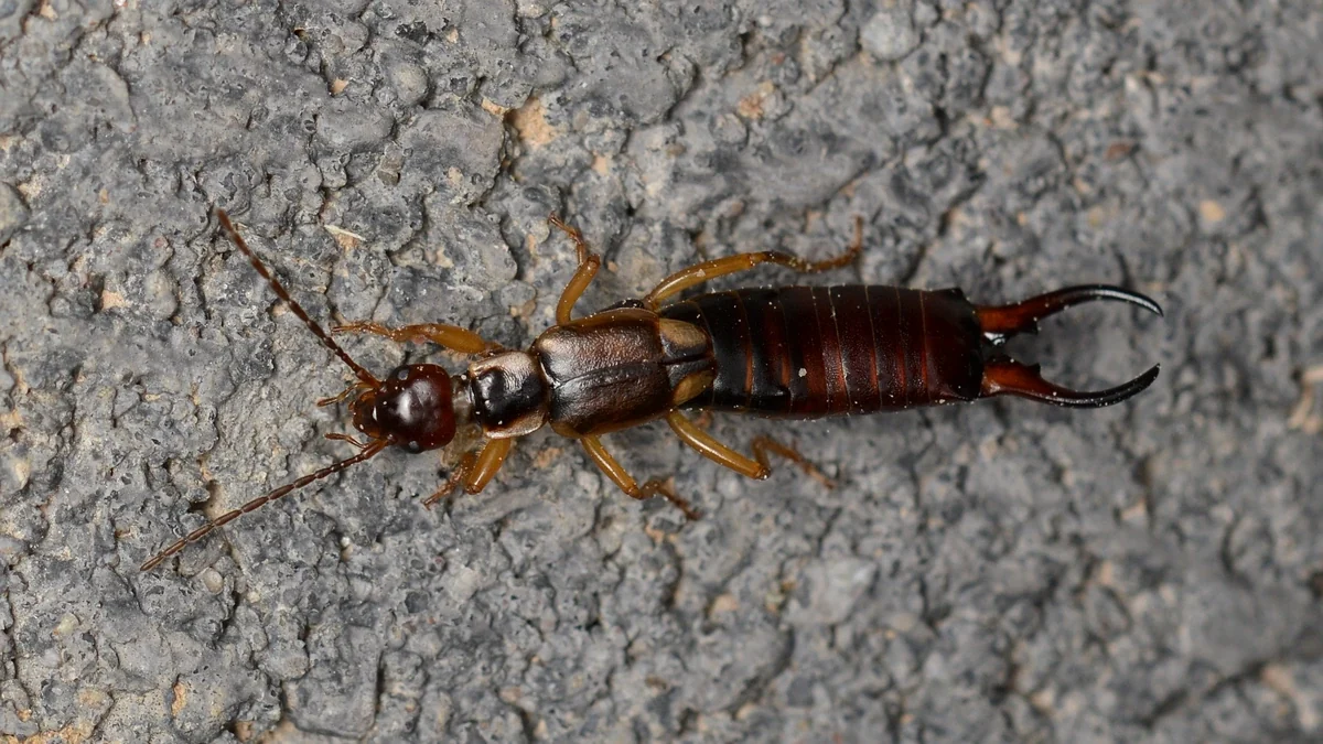 Ohrwurm – Foto zur Bestimmung