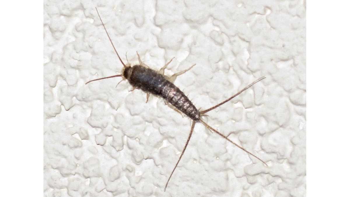 Papierfischchen – Foto zur Bestimmung