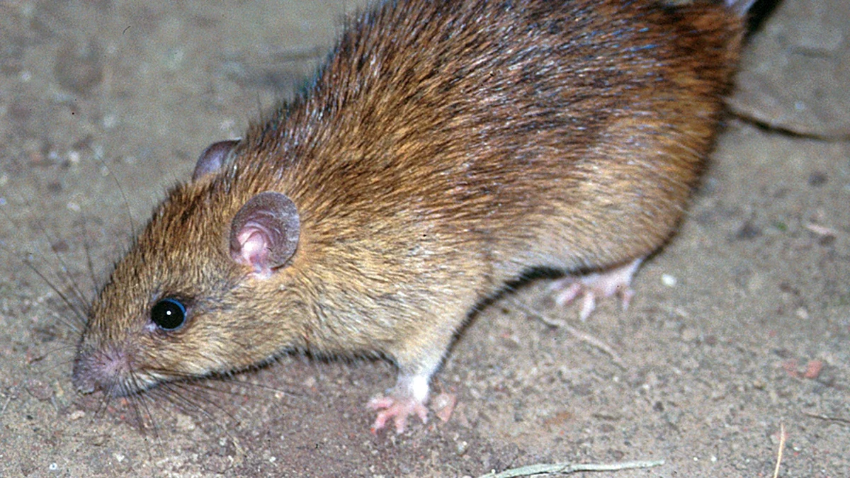 Hausratte – Foto zur Bestimmung