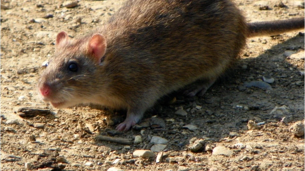 Wanderratte – Foto zur Bestimmung