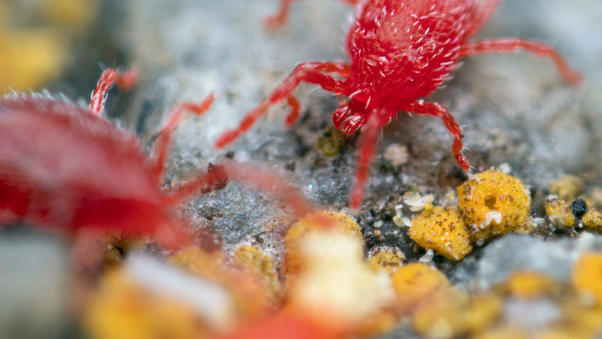 Leuchtend rote, samtig behaarte Milbe (Balaustium murorum) auf einer sonnigen Steinmauer