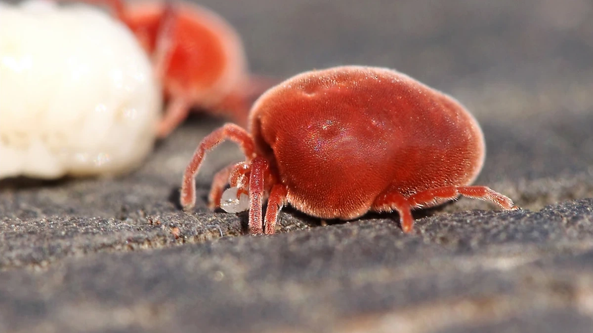 Große Rote Samtmilbe (Trombidium holosericeum) in Nahaufnahme – tiefrot, dicht behaart, mit acht Beinen