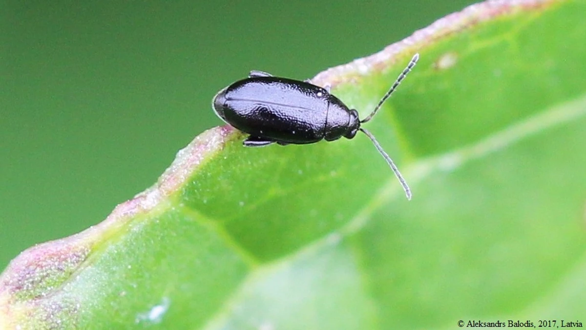 Erdfloh – Foto zur Bestimmung