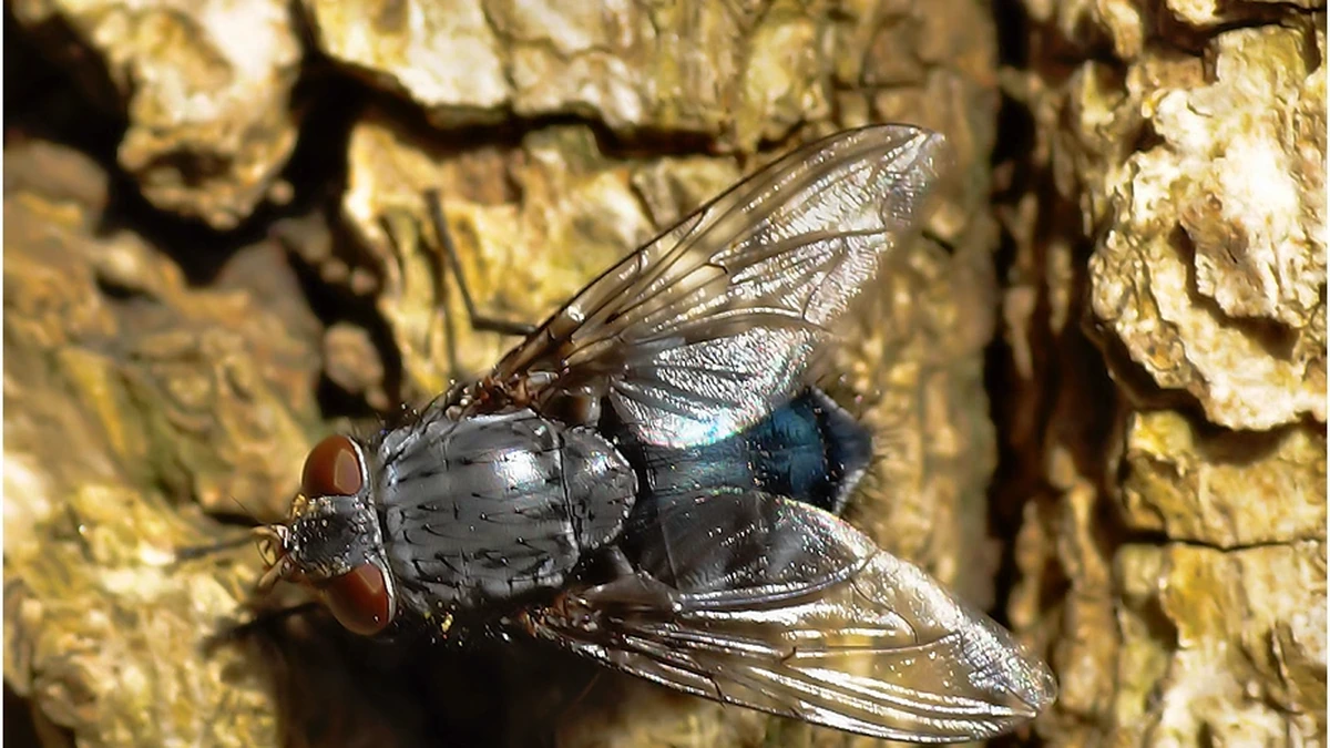 Schmeißfliege – Foto zur Bestimmung