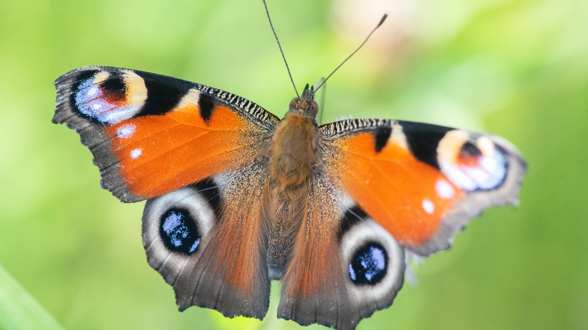 Tagpfauenauge – Foto zur Bestimmung