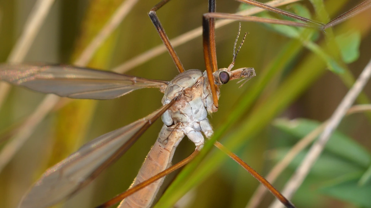 Schnake (Tipula) – Foto zur Bestimmung