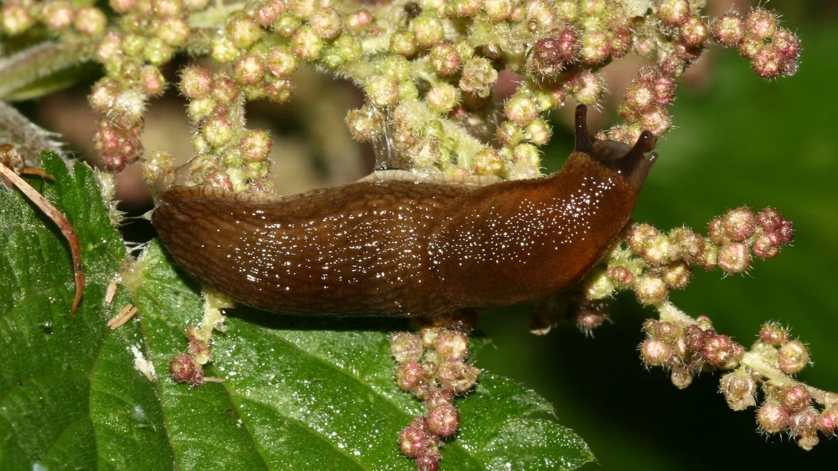 Bierschnegel (Kellerschnecke) – Foto zur Bestimmung