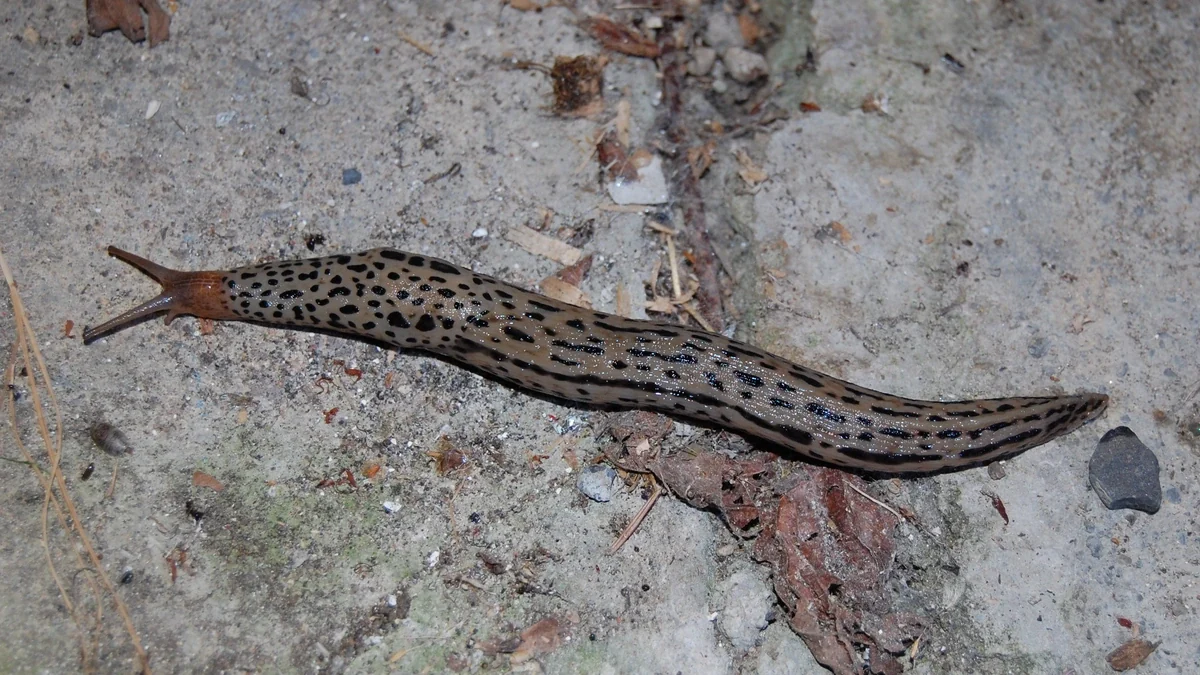 Tigerschnegel – Foto zur Bestimmung
