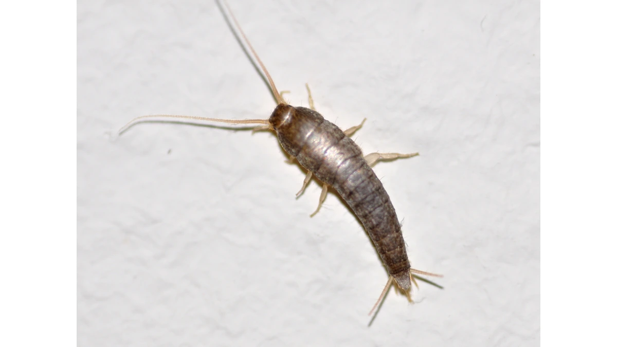 Silberfischchen – Foto zur Bestimmung