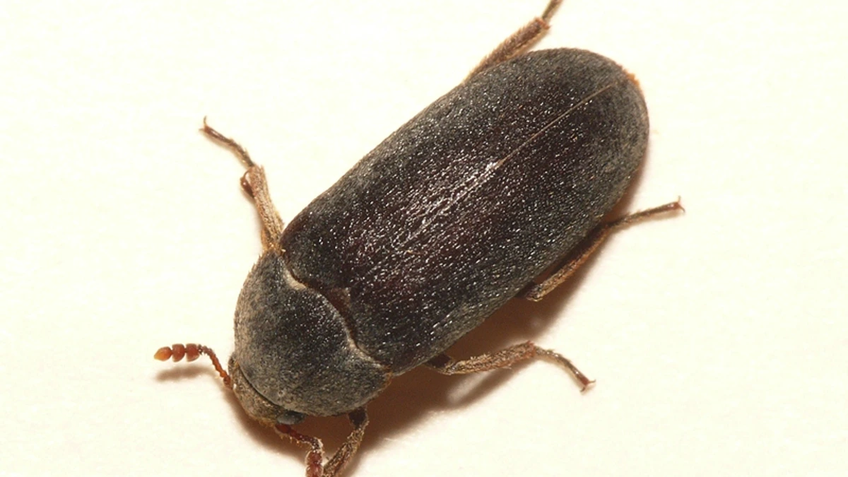 Zweifarbig behaarter Speckkäfer – Foto zur Bestimmung