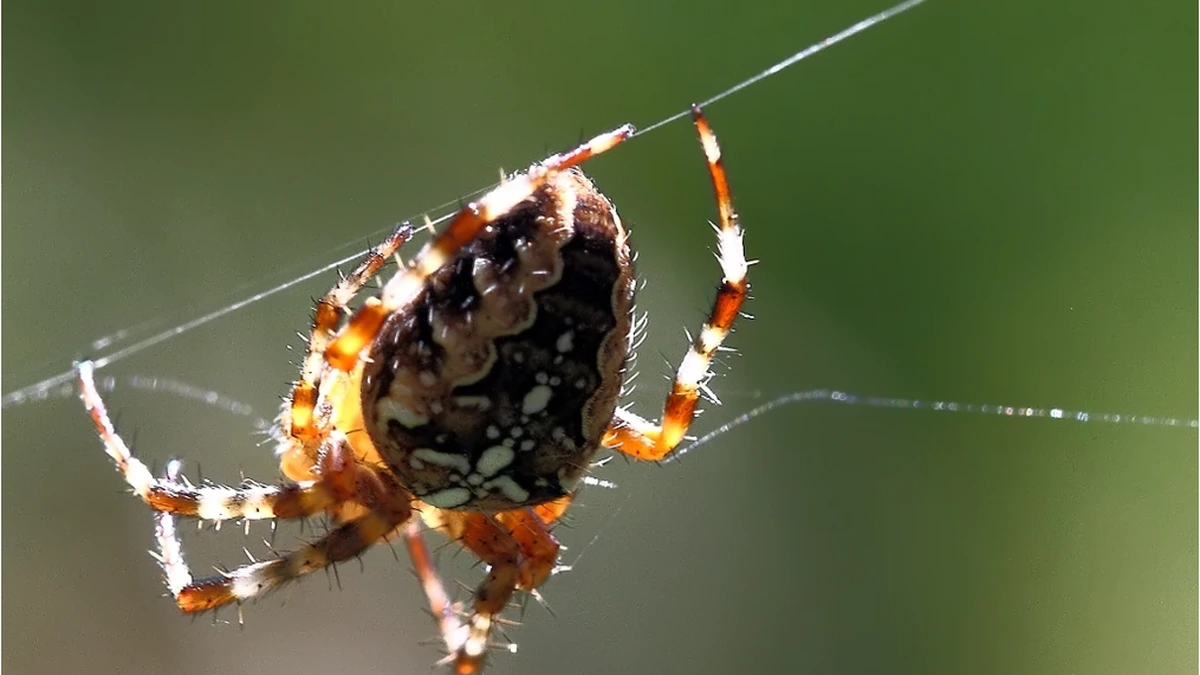 Kreuzspinne – Foto zur Bestimmung