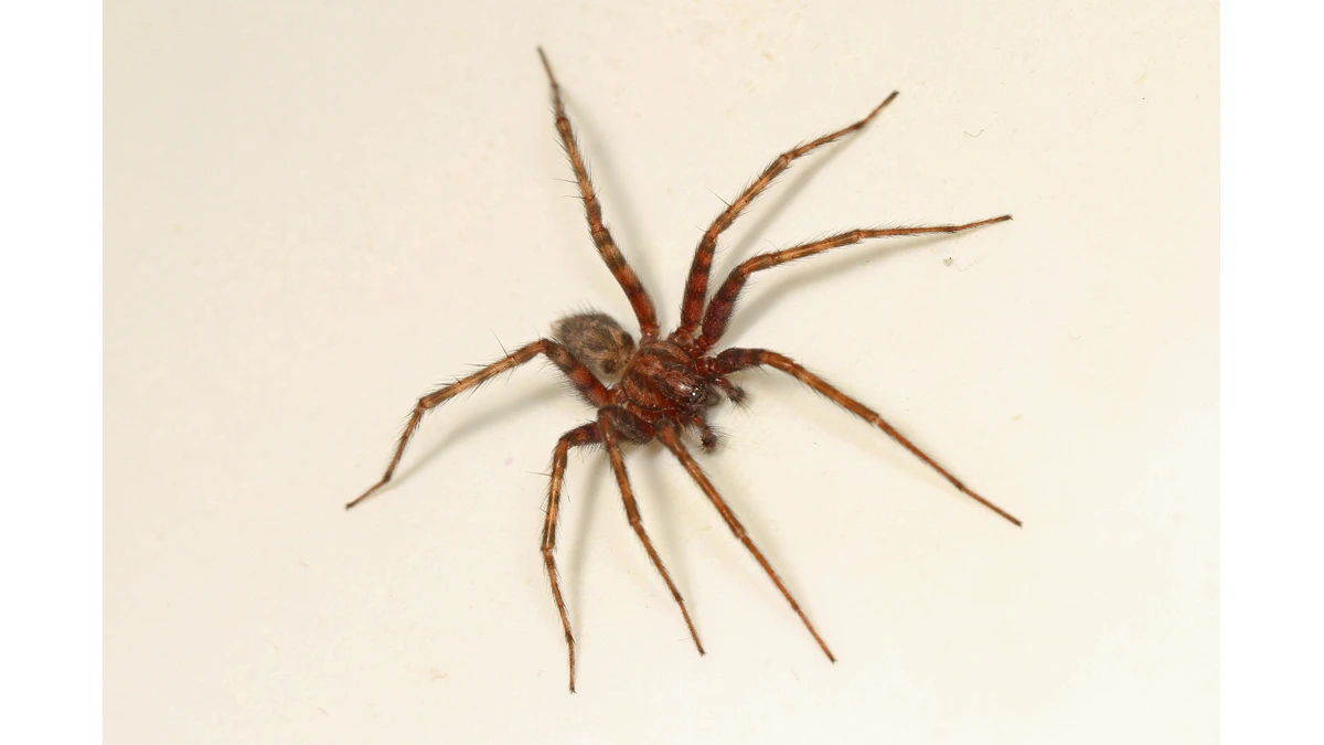 Gemeine Hauswinkelspinne – Foto zur Bestimmung