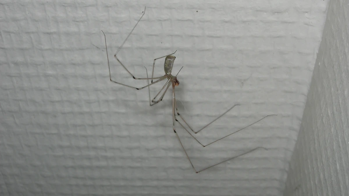 Zitterspinne – Foto zur Bestimmung