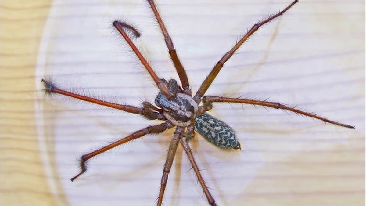 Große Hauswinkelspinne – Foto zur Bestimmung