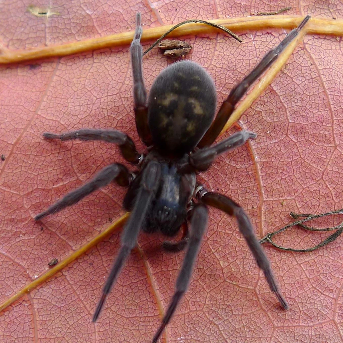 Kellerspinne – Foto zur Bestimmung