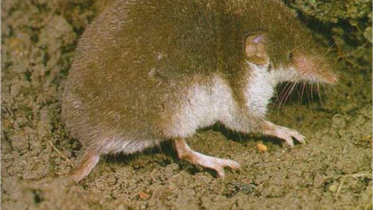 Feldspitzmaus – Foto zur Bestimmung