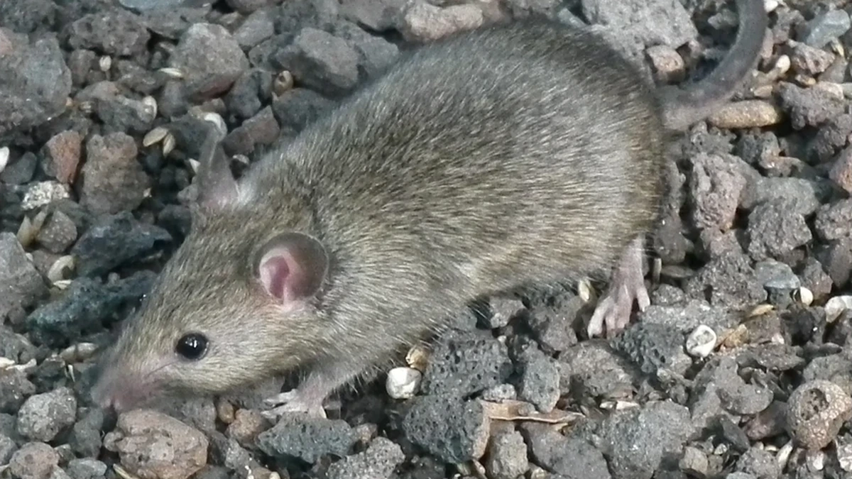 Hausmaus – Foto zur Bestimmung