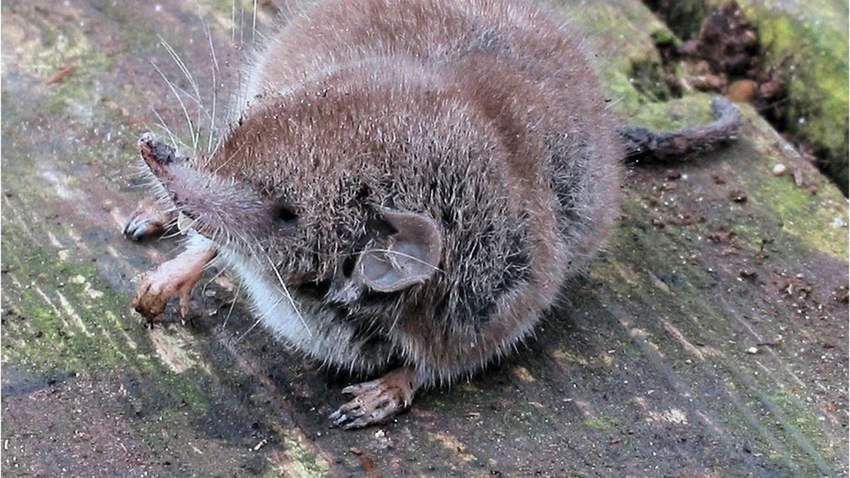 Hausspitzmaus – Foto zur Bestimmung