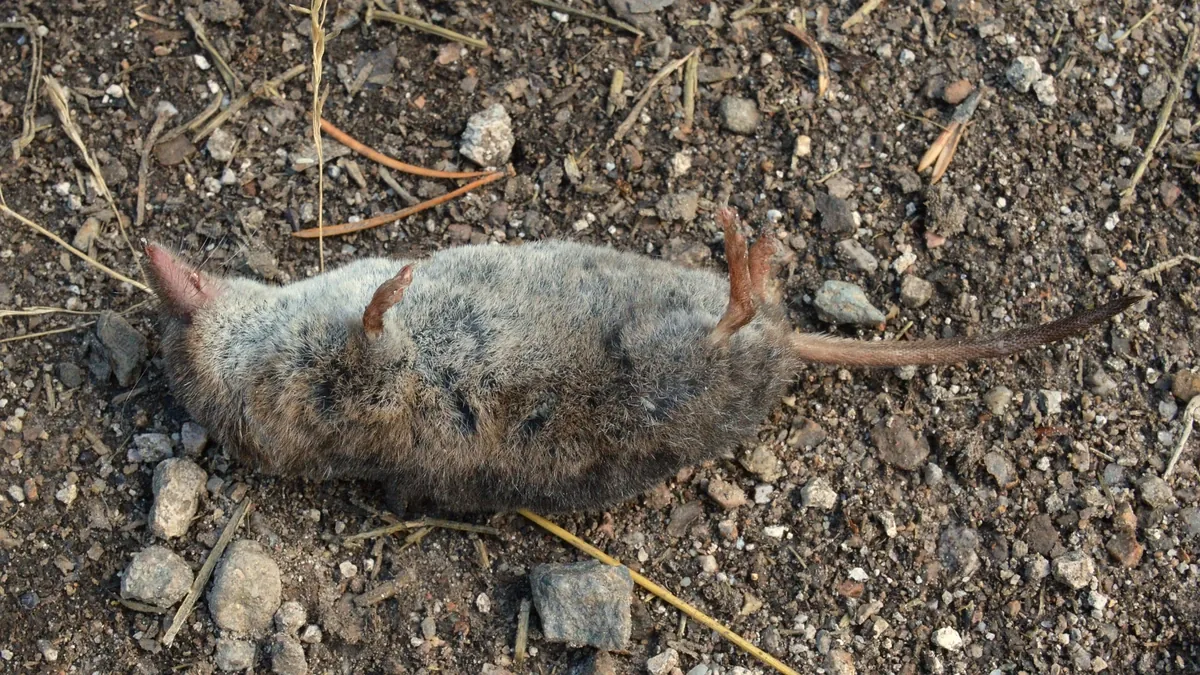 Waldspitzmaus – Foto zur Bestimmung