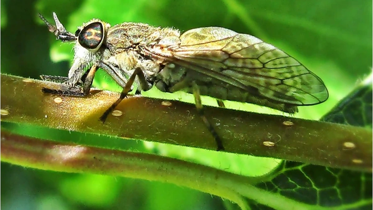 Regenbremse (Haematopota pluvialis) auf einem Zweig – gefleckte, dachförmig getragene Flügel und quergestreifte Augen; so sieht diese Stechfliegen-Art aus