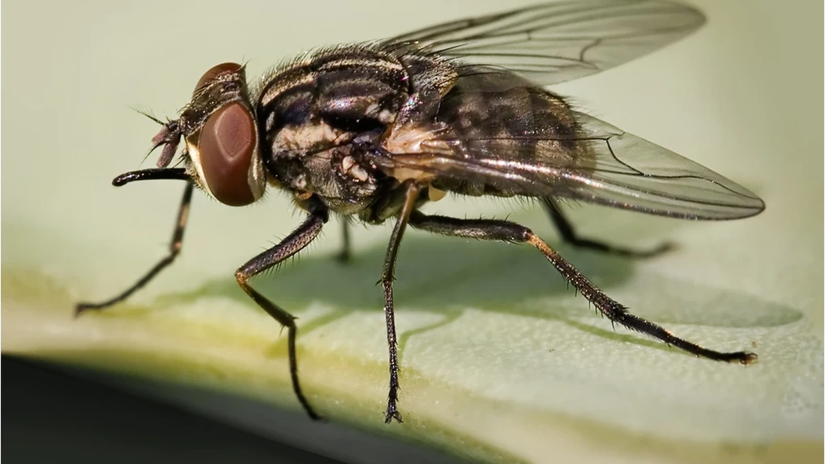 Stechfliege (Wadenstecher) – Foto zur Bestimmung