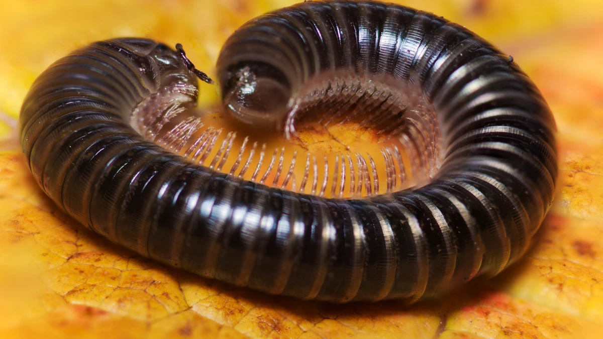 Schwarzer Schnurfüßer – Foto zur Bestimmung